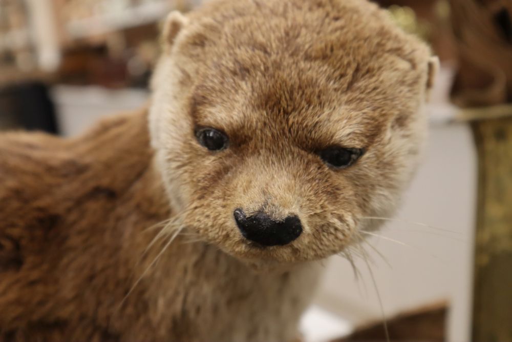 A taxidermic model of an otter on a branch, length 82cm